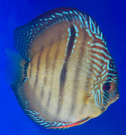 Paraconi Heckle Cross KL Jumbo Premium Discus 6.5-7.5"
