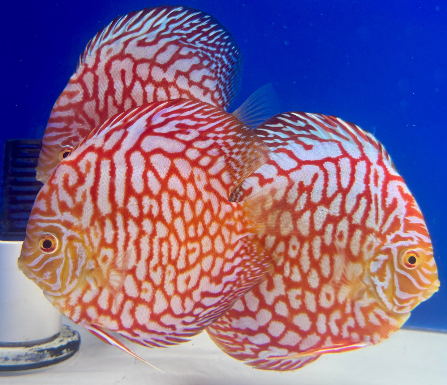 Majestic Pigeon Checkerboard Discus 5-5.5"