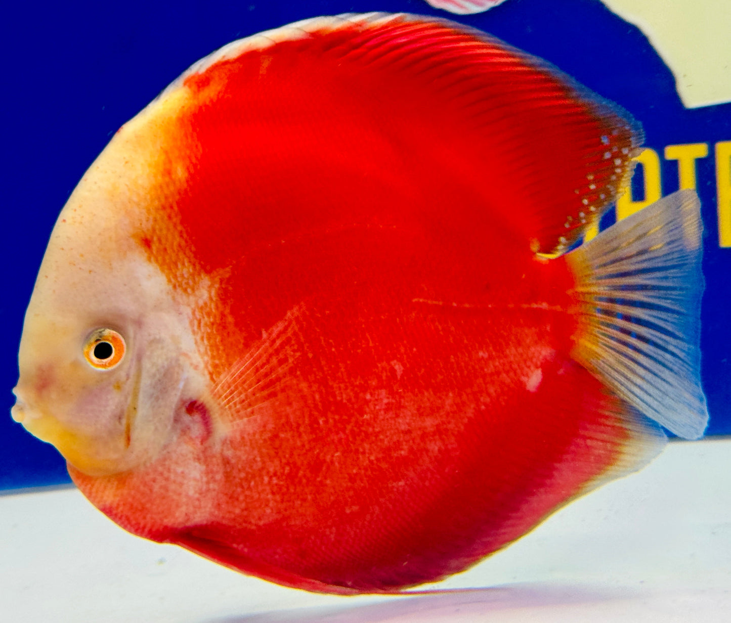 Red White Jumbo Premium Discus 6.5-7.5"