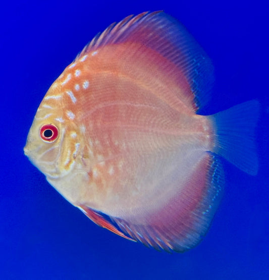 MATEOR PIGEON DISCUS 3-3.5"