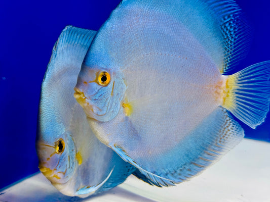 Assorted 3 pack of 5-5.5" discus