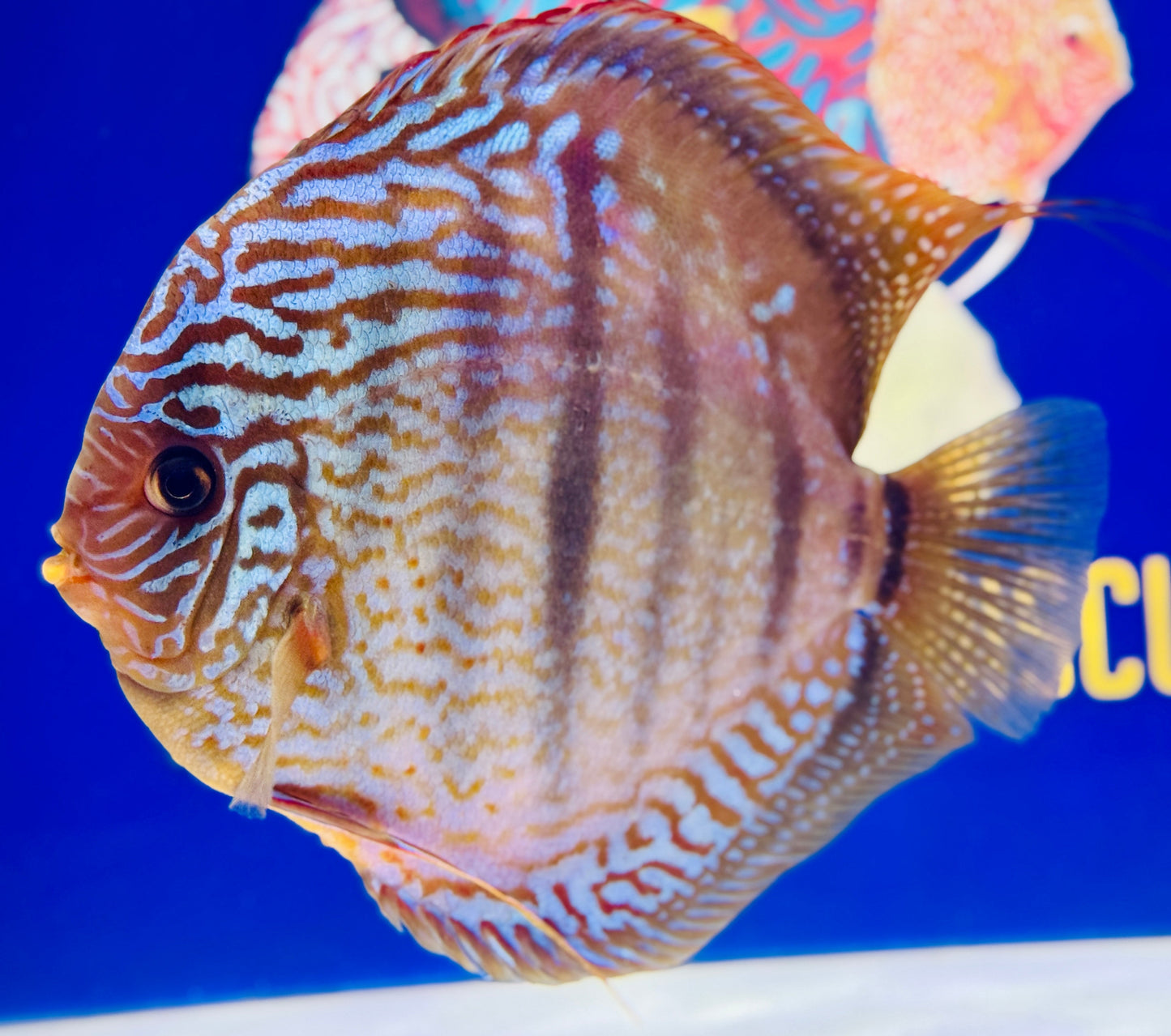 Royal Blue Heckel Cross KL Extra Jumbo Premium Discus 7-8"