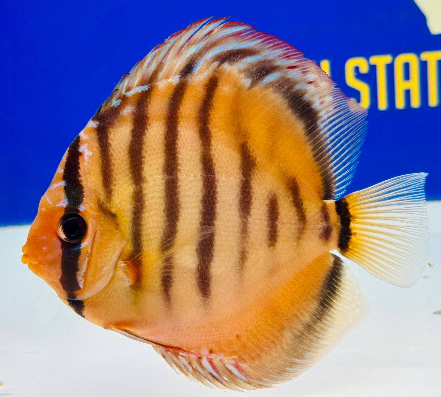 Red Cuipeua Cover KL Discus 5-5.5"