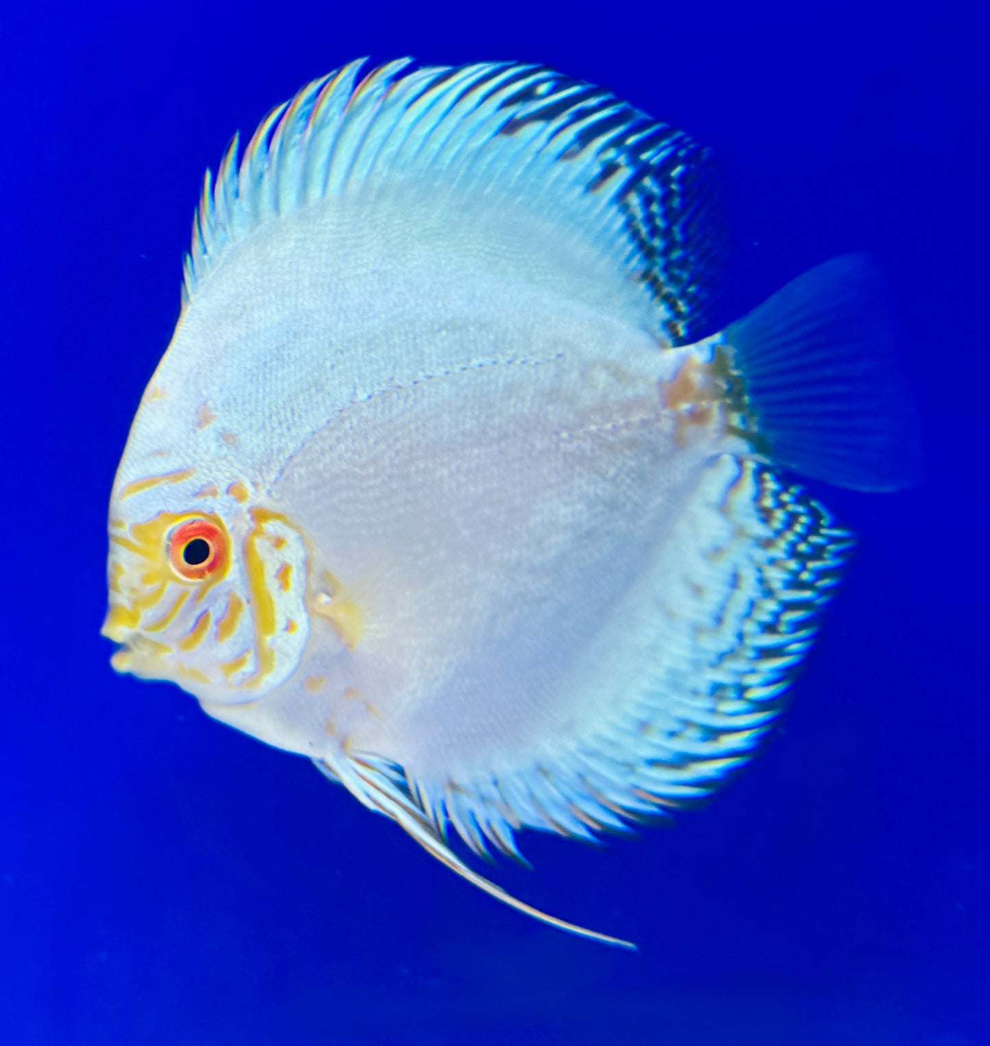 White Butterfly Discus 4-4.5"