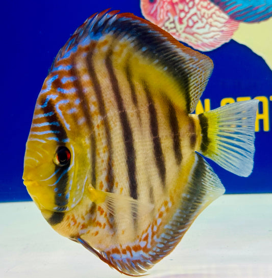 Wild Cross Yellow Paraconi Jumbo Premium Discus 6.5-7.5"