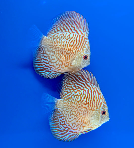 Indiana Tiger Discus 3-3.5"