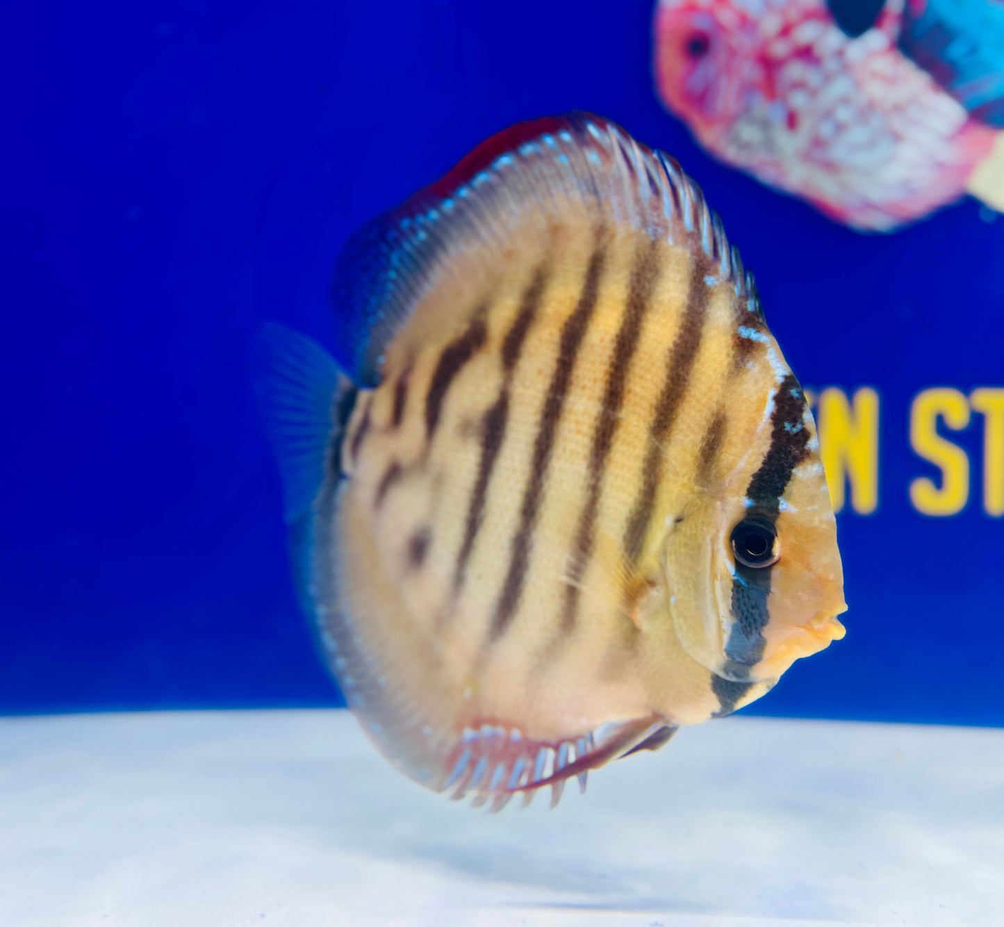 Red Cuipeua Cover Discus 6-6.5"