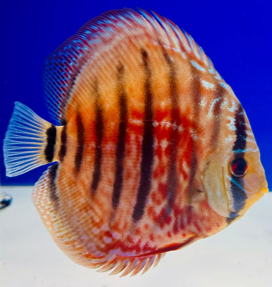 Ica Red Discus 5-5.5"