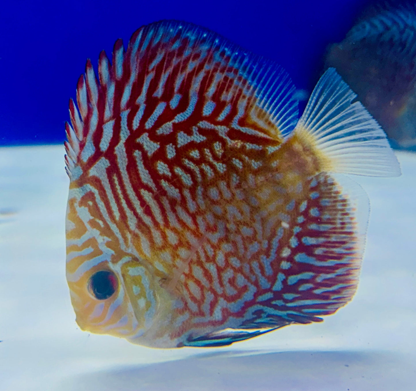Indiana Tiger Discus 3-3.5"