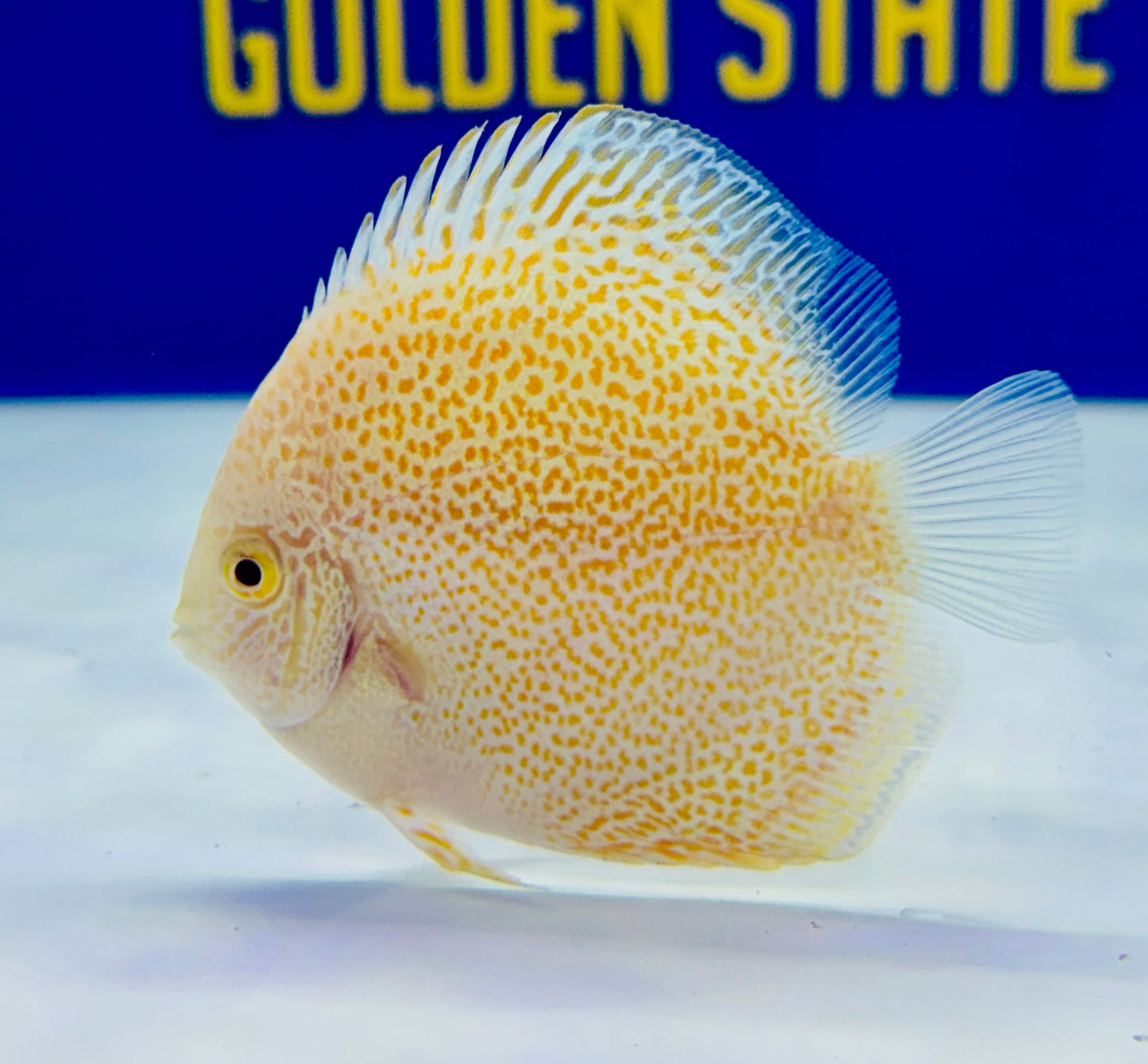 Albino Viper King Discus 3-3.5"