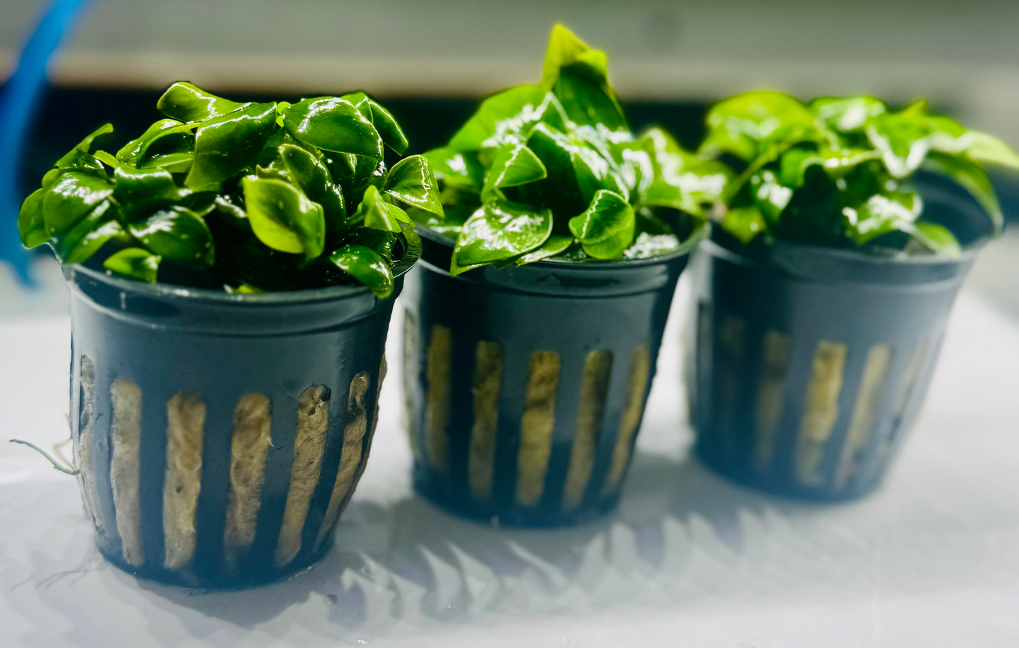 Anubias Nana Petite "small Leaf"
