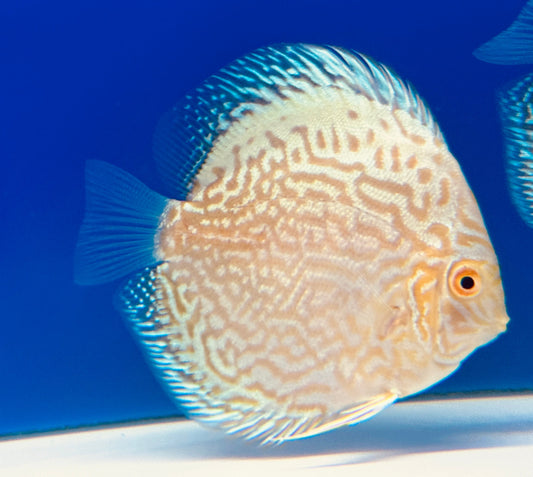 Albino White Butterfly Discus 4-4.5"