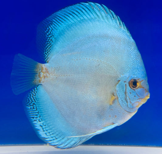 Reflection Deep Discus 5-5.5"