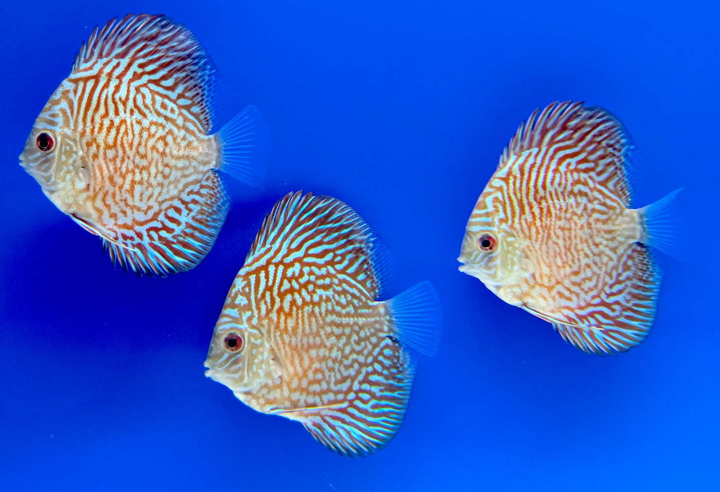 Indiana Tiger Discus 3-3.5"