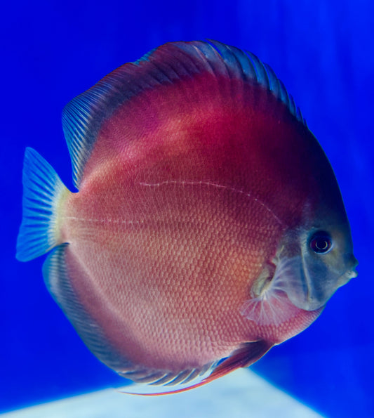 Red Cover Discus Jumbo Premium 6.5-7.5"