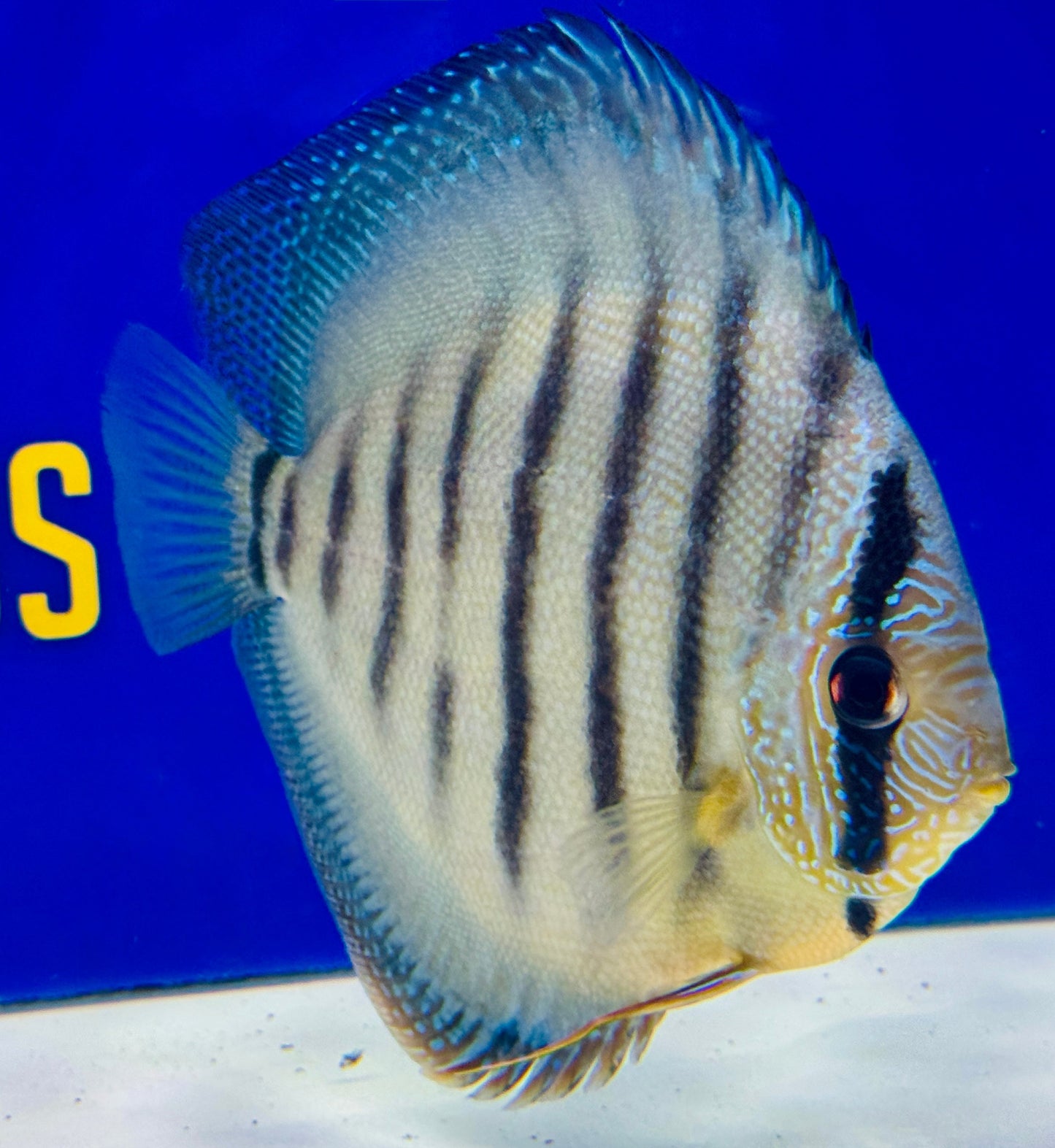 Wild Cross Blue KL Premium Discus 6-6.5"
