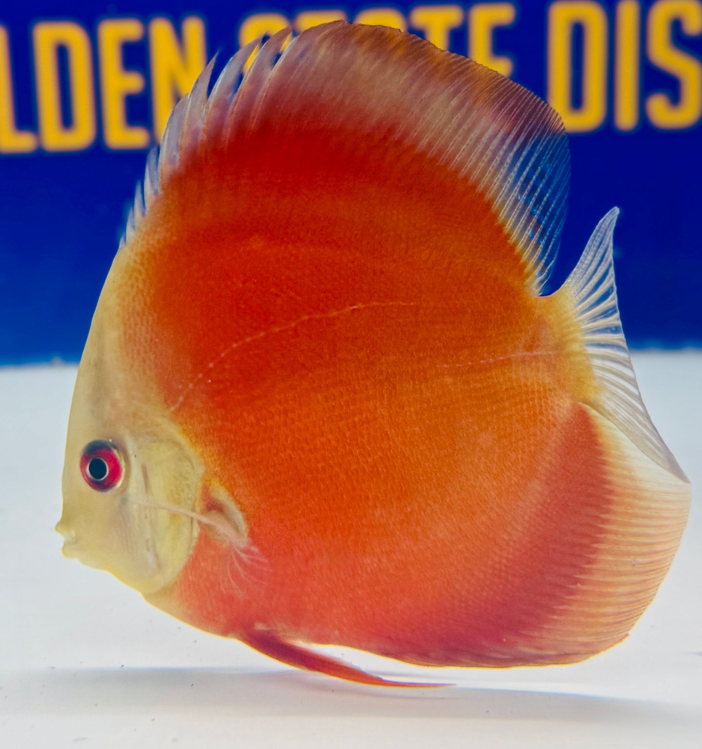 Red Cover Discus 4-4.5"