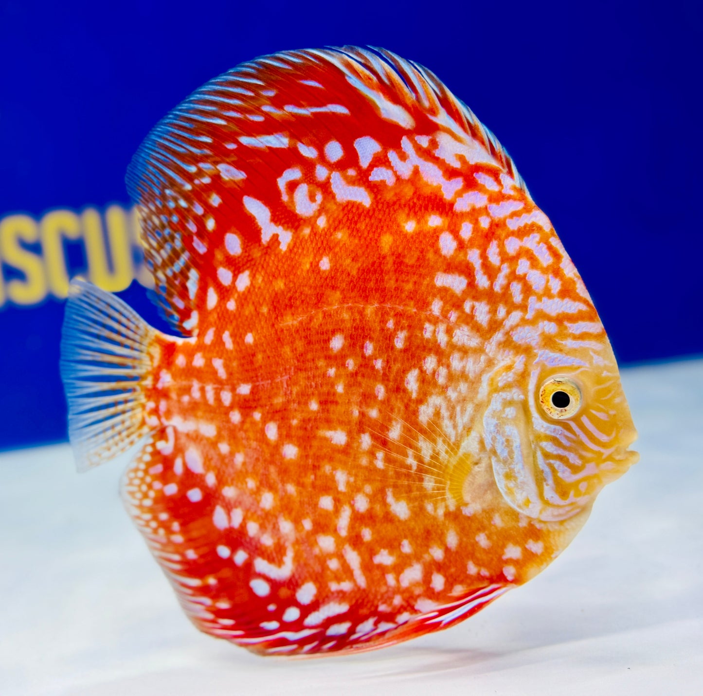 White Pigeon Checkerboard Discus 5-5.5"