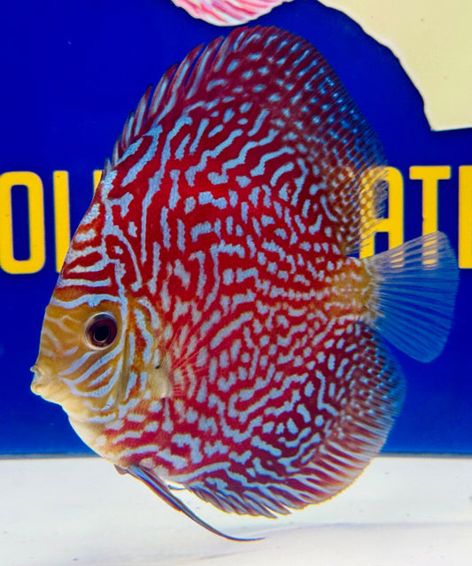 Starlight Galaxy Discus 4.5-5"