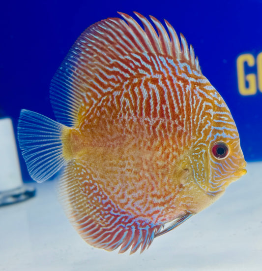 Tiger Snakeskin Discus 4-4.5"