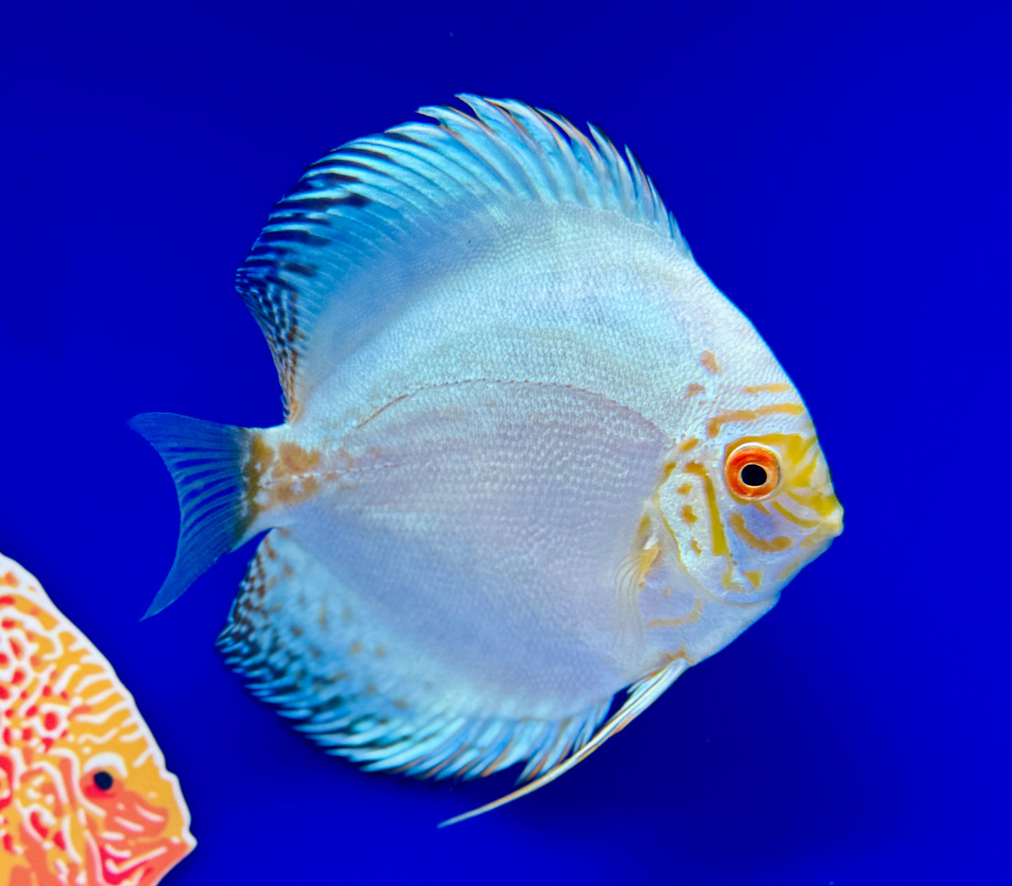 White Butterfly Discus 4-4.5"