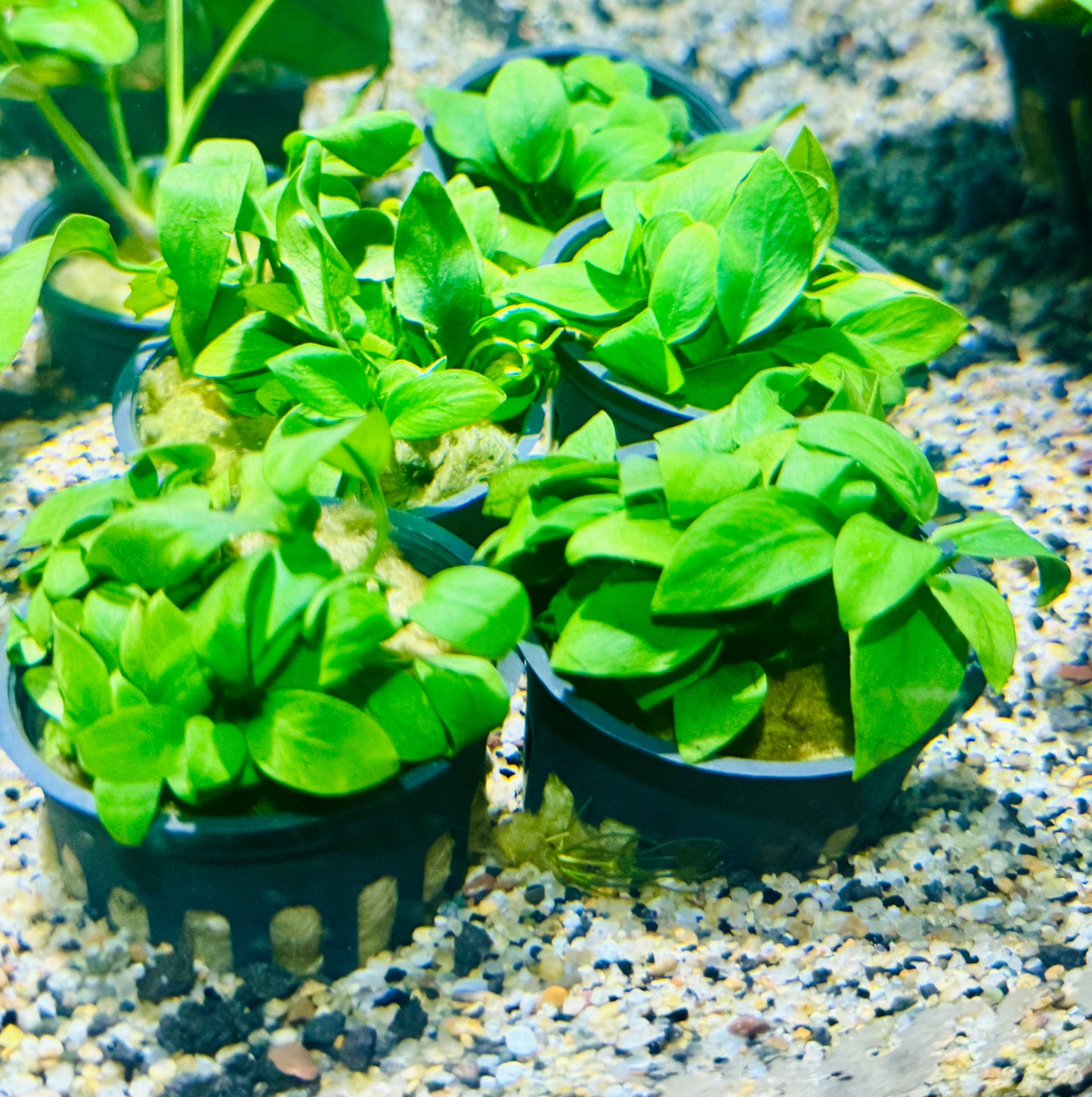 Anubias Nana Petite "small Leaf"