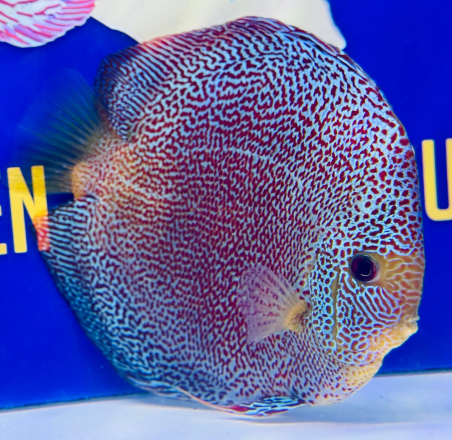 Panthera Jumbo Premium Discus 6.5-7.5"