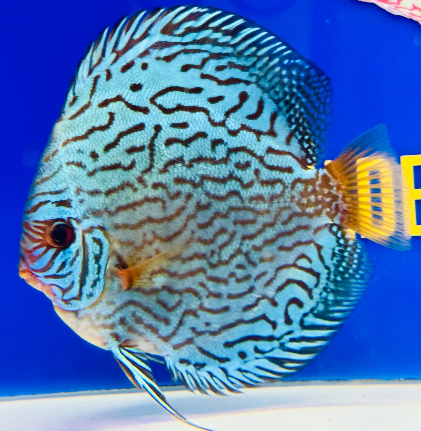 Giant Floral  Premium Discus 6-6.5"