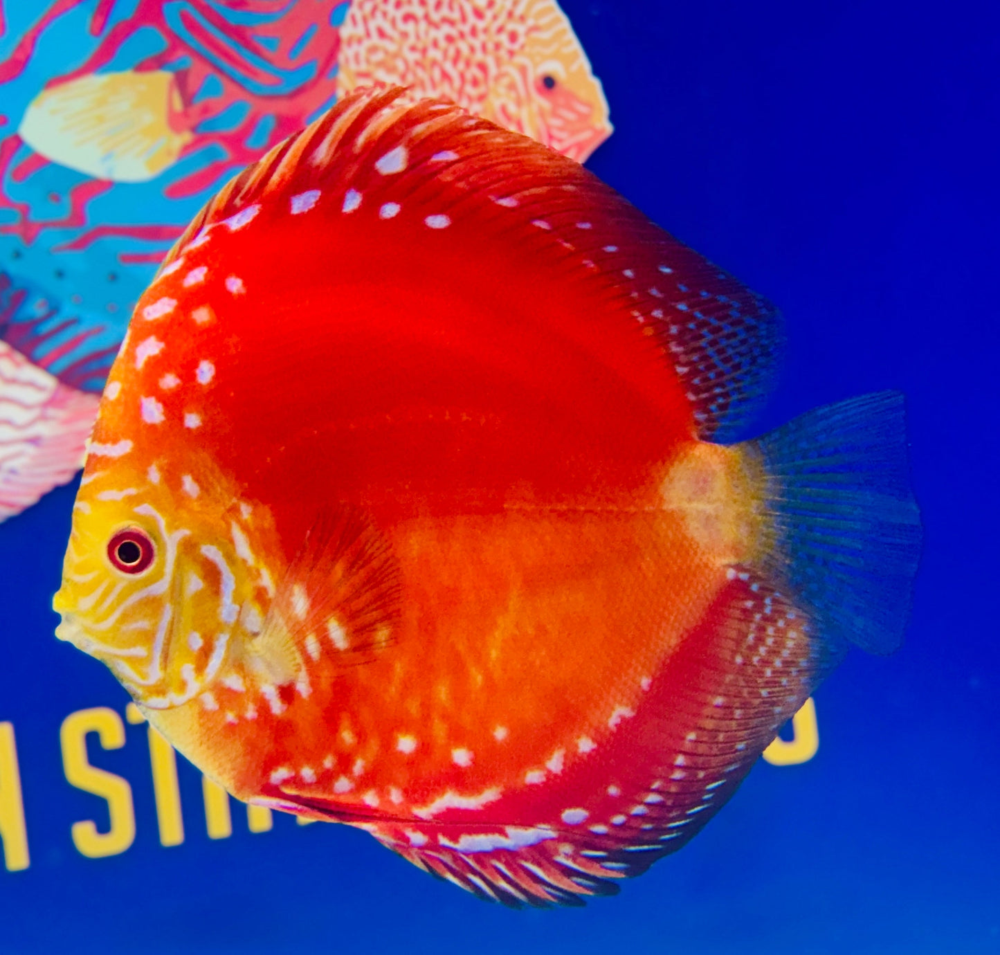 Mateor Pigeon Discus Jumbo Premium 6.5-7.5"