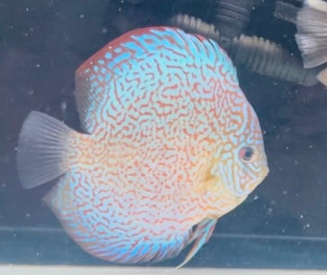 Majestic Fire Discus 5-5.5”