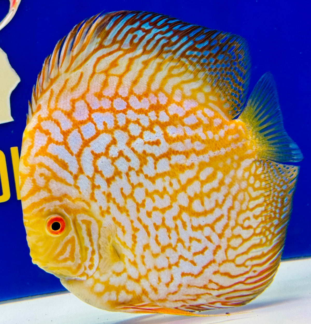 Yellow Pigeon Checkerboard Extra Jumbo Premium Discus 7-8"