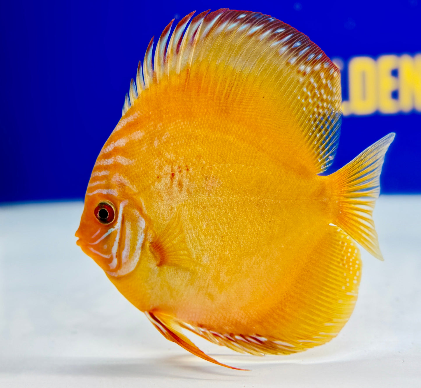 Wild Cross Discus 5-5.5"