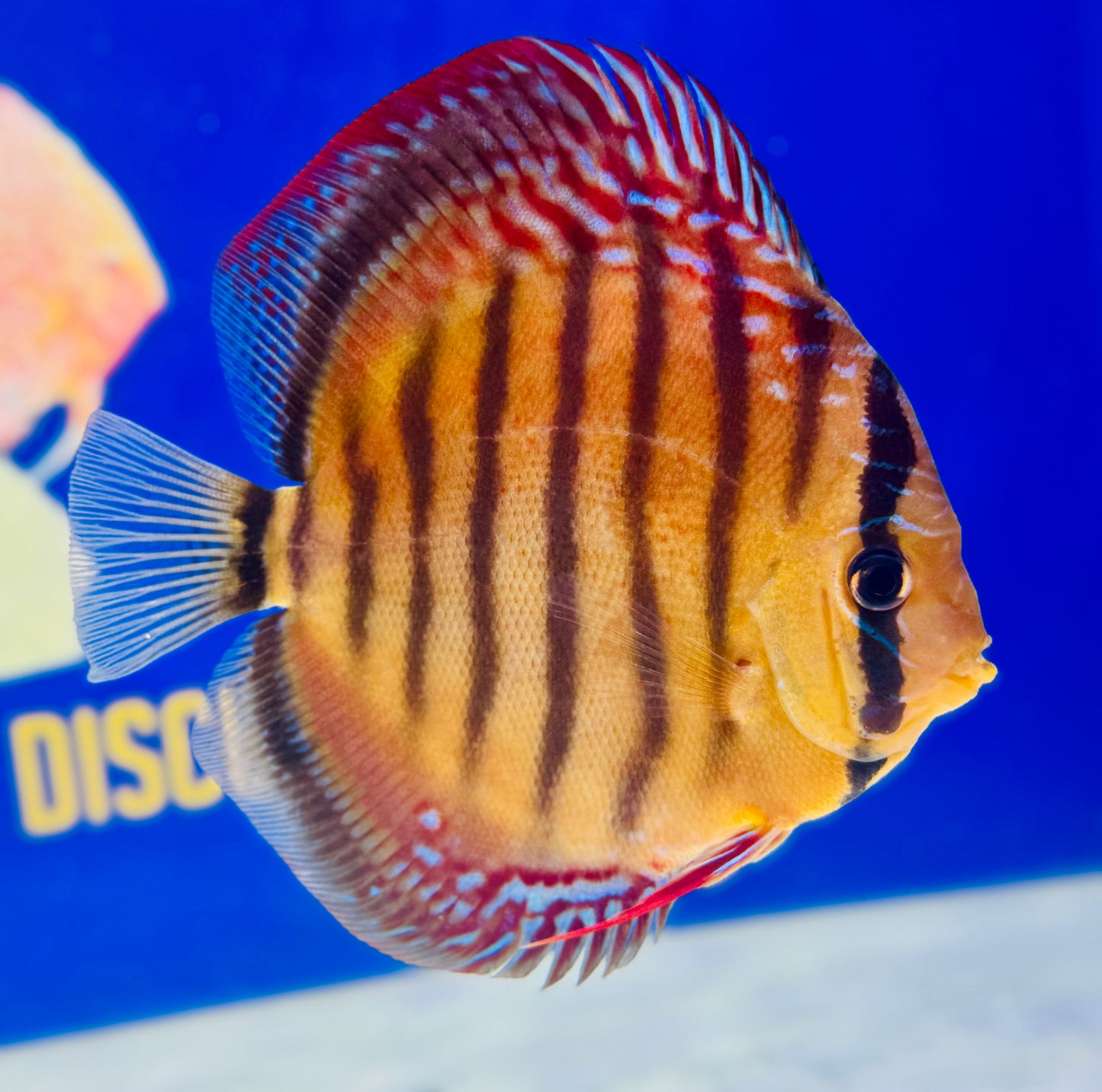 Wild Cross Red Iripixi Discus Premium 6-6.5"