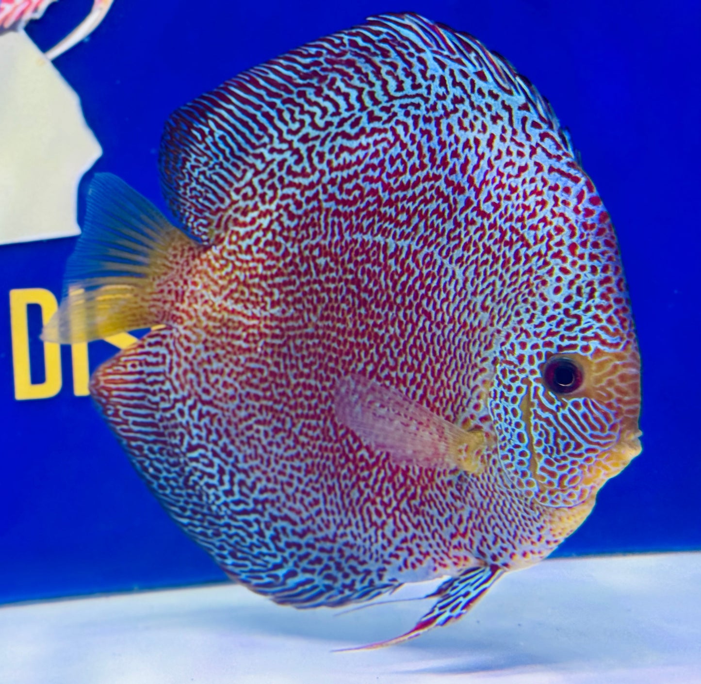 Panthera Jumbo Premium Discus 6.5-7.5"