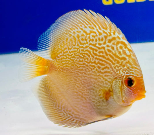 Blue Snakeskin Discus 3-3.5"