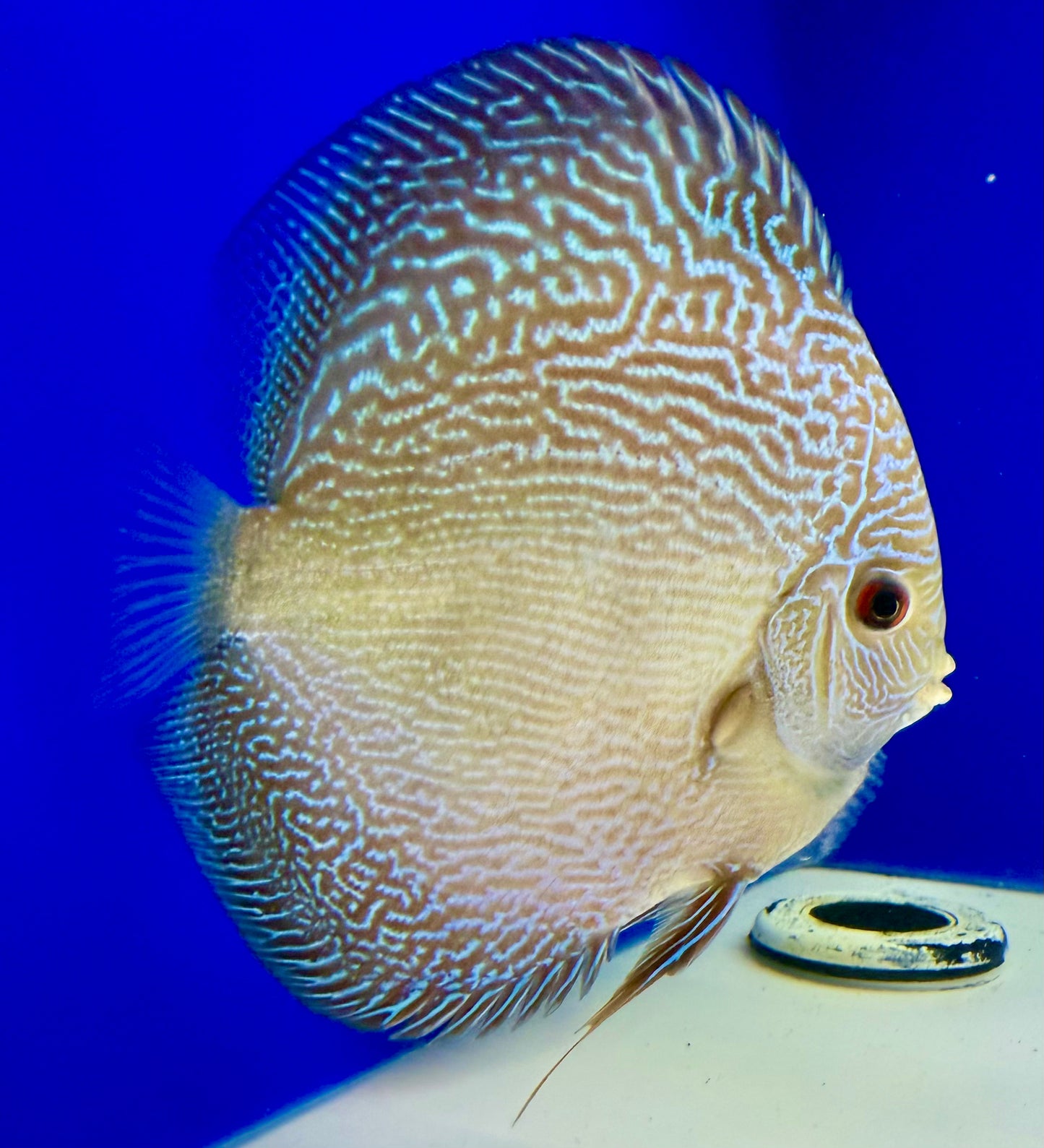 BLUE SNAKESKIN DISCUS 5-5.5"