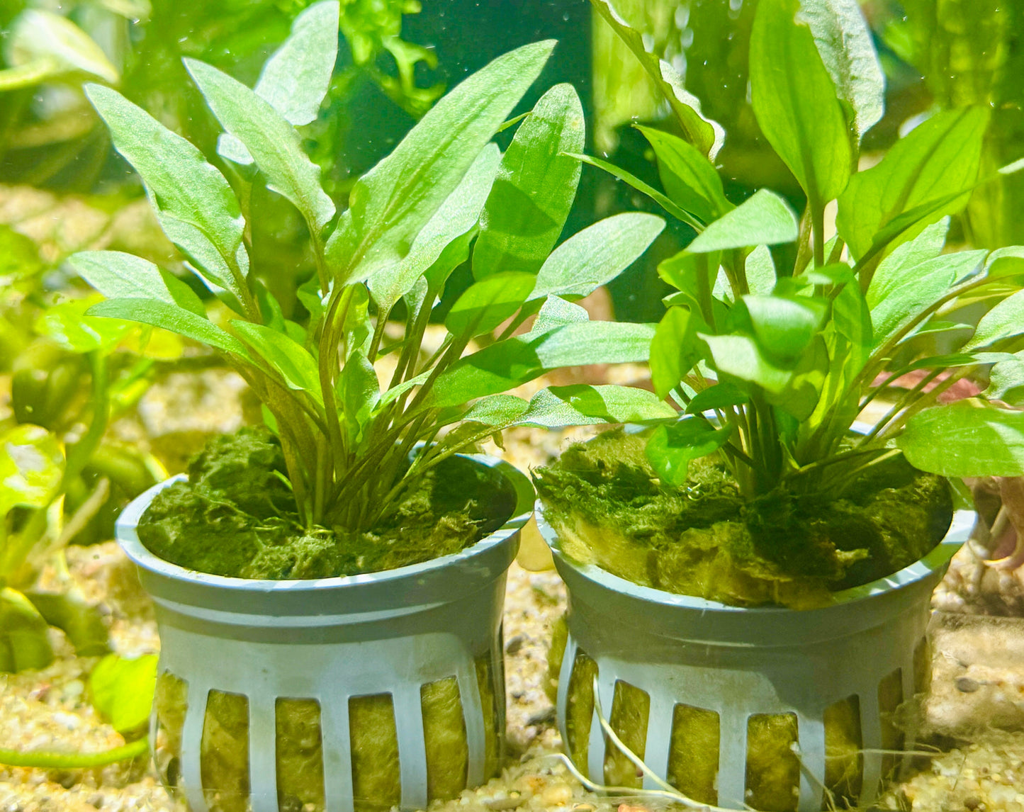 Green wendtii Cryptocoryne