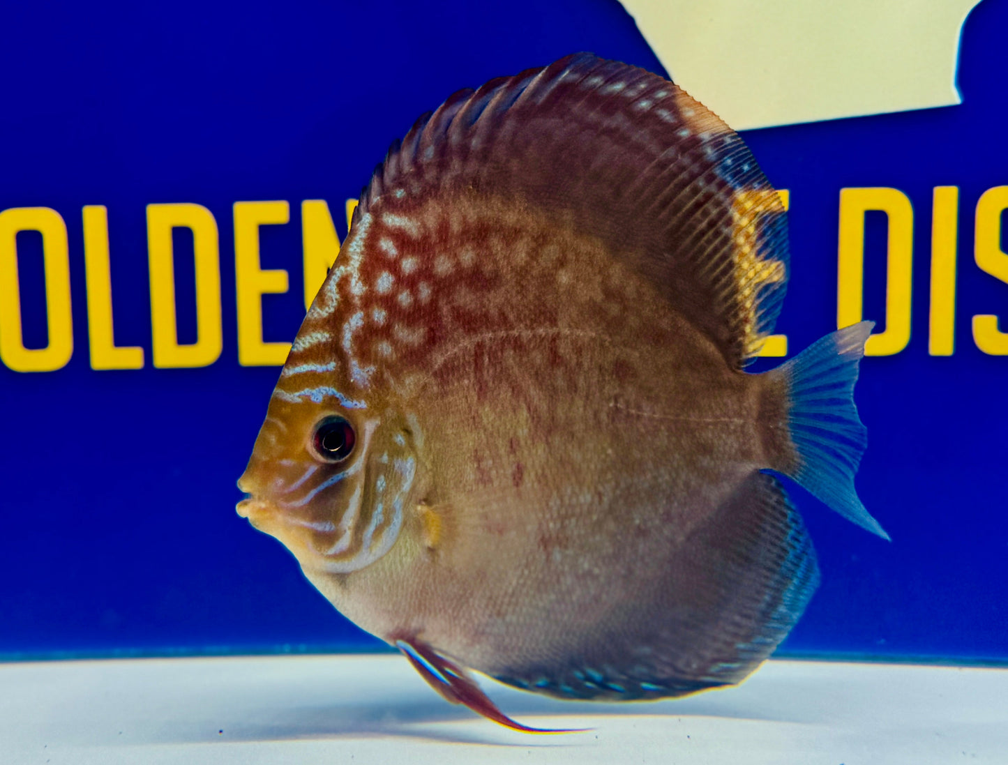 Wild Cross Discus 4.5-5"