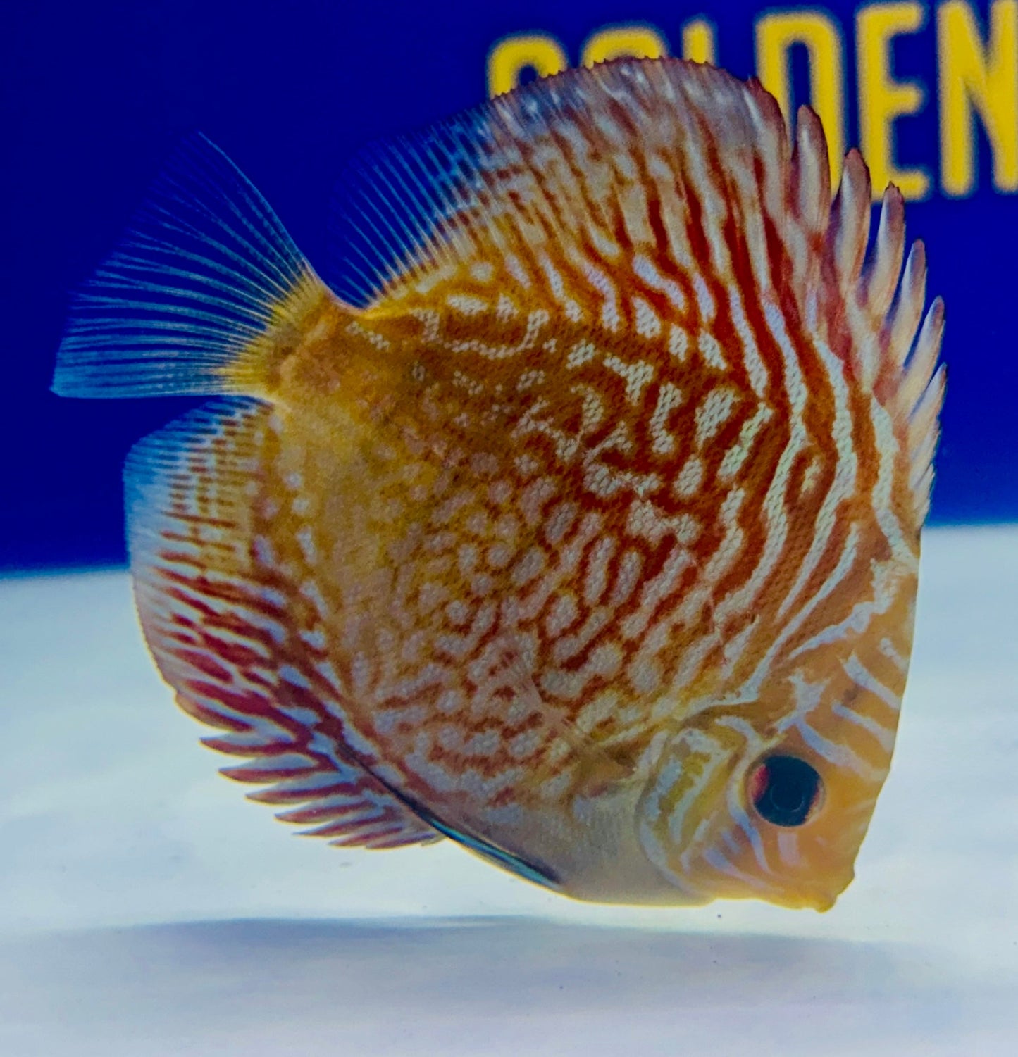 Indiana Tiger Discus 3-3.5"