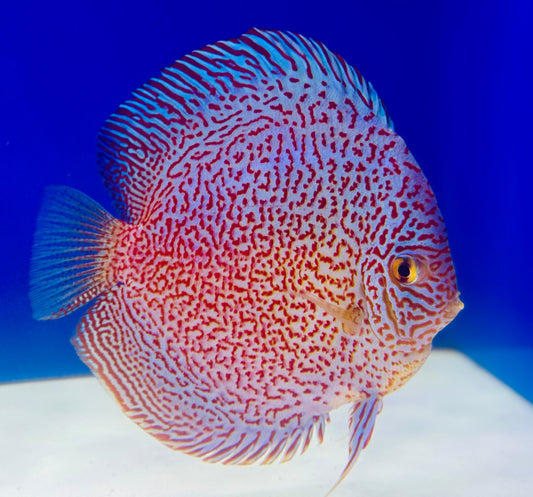Viper King Discus 5-5.5"