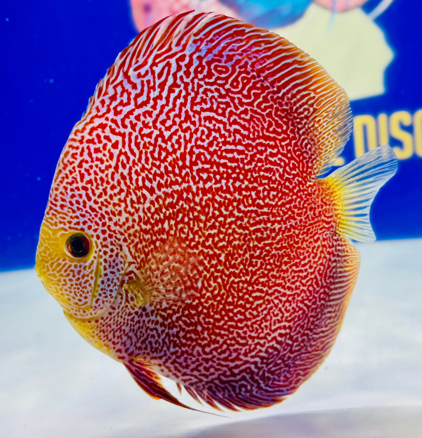 Panthera Discus Premium 6-6.5"