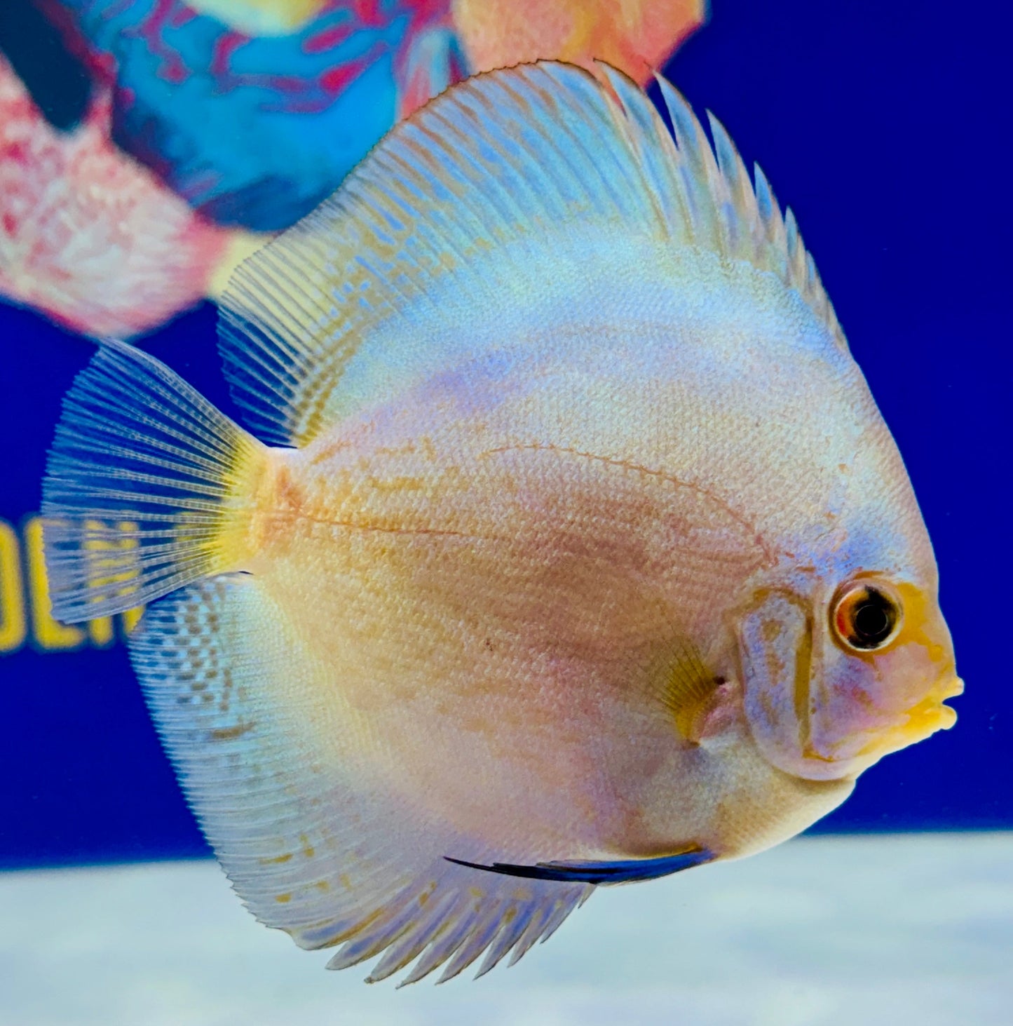 Reflection Deep Discus 4-4.5"