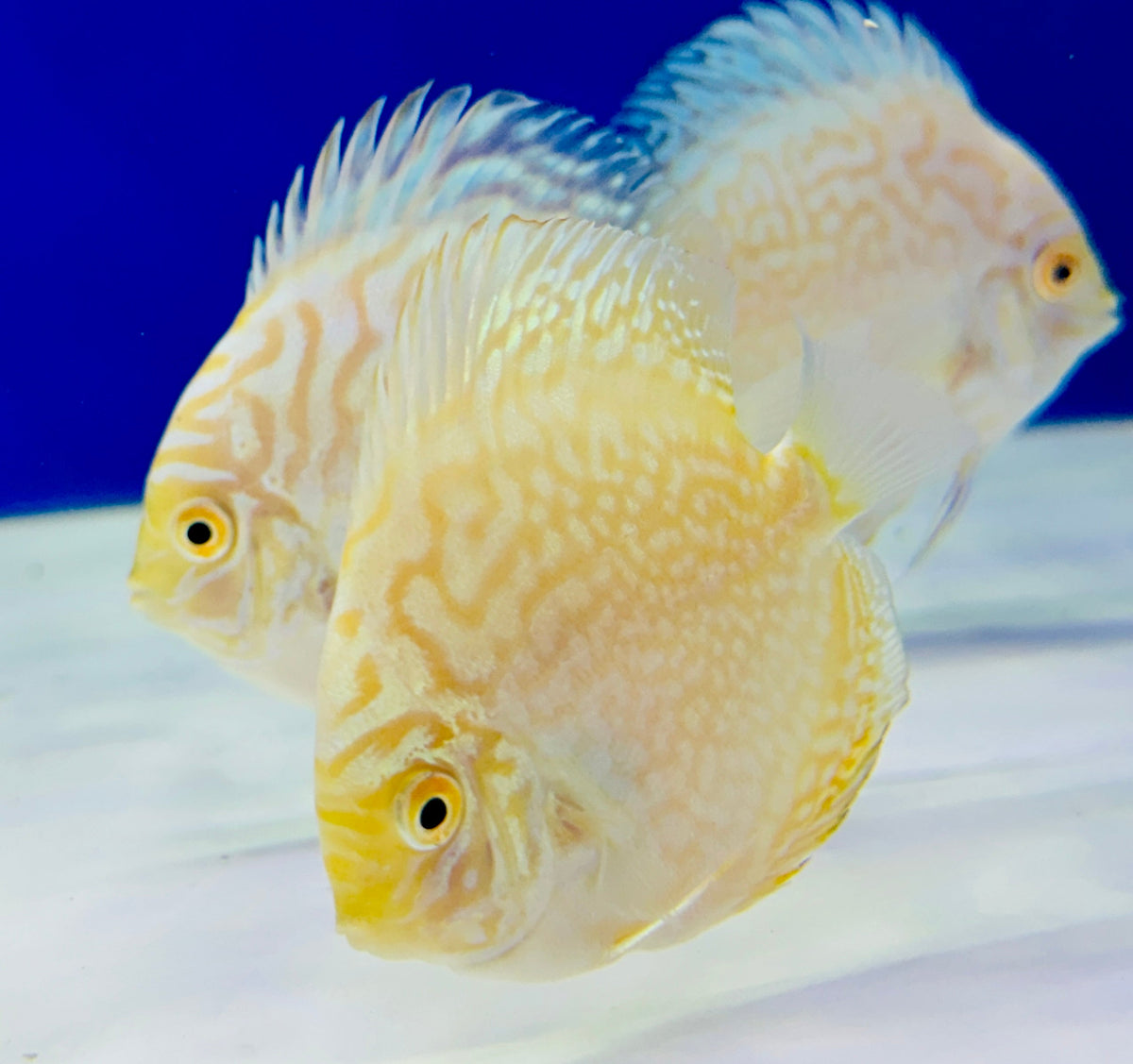 White Butterfly Discus 3-3.5"