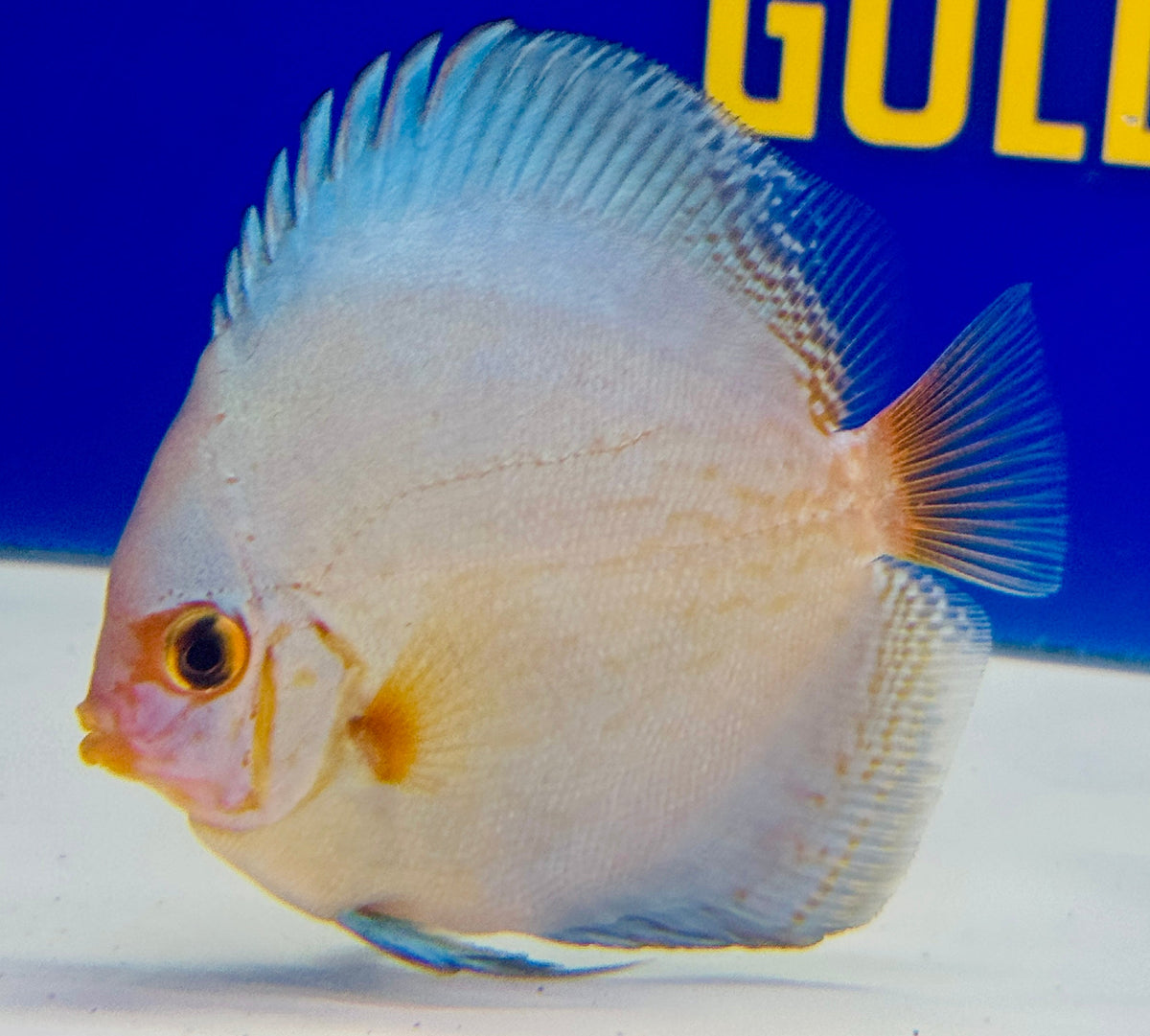 Reflection Deep Discus 3-3.5"