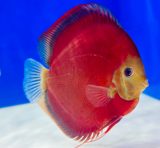Red Cover Jumbo Premium Discus 6.5-7.5” (WYSIWYG)