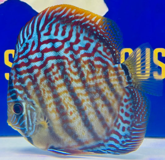 Red Spotted KL Discus Premium 6-6.5"
