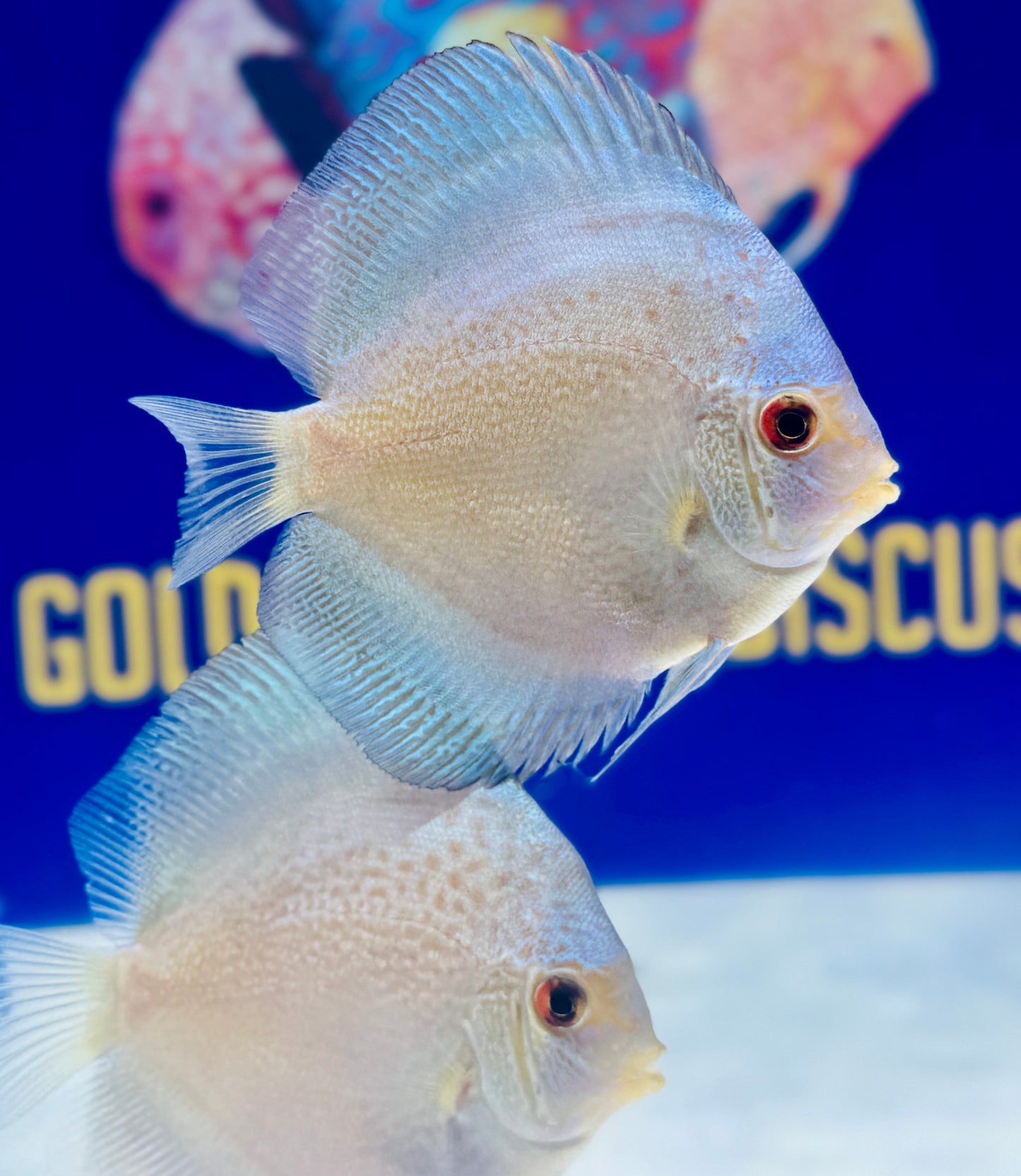 Assorted 10 pack of 3-3.5" discus