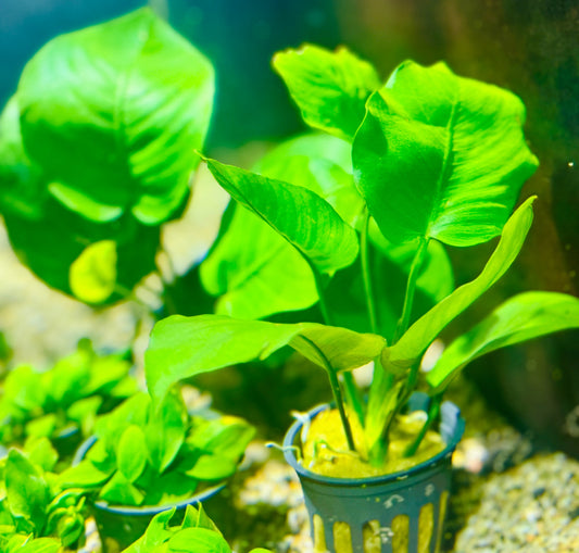 Anubias Barteri "Large Leaf"