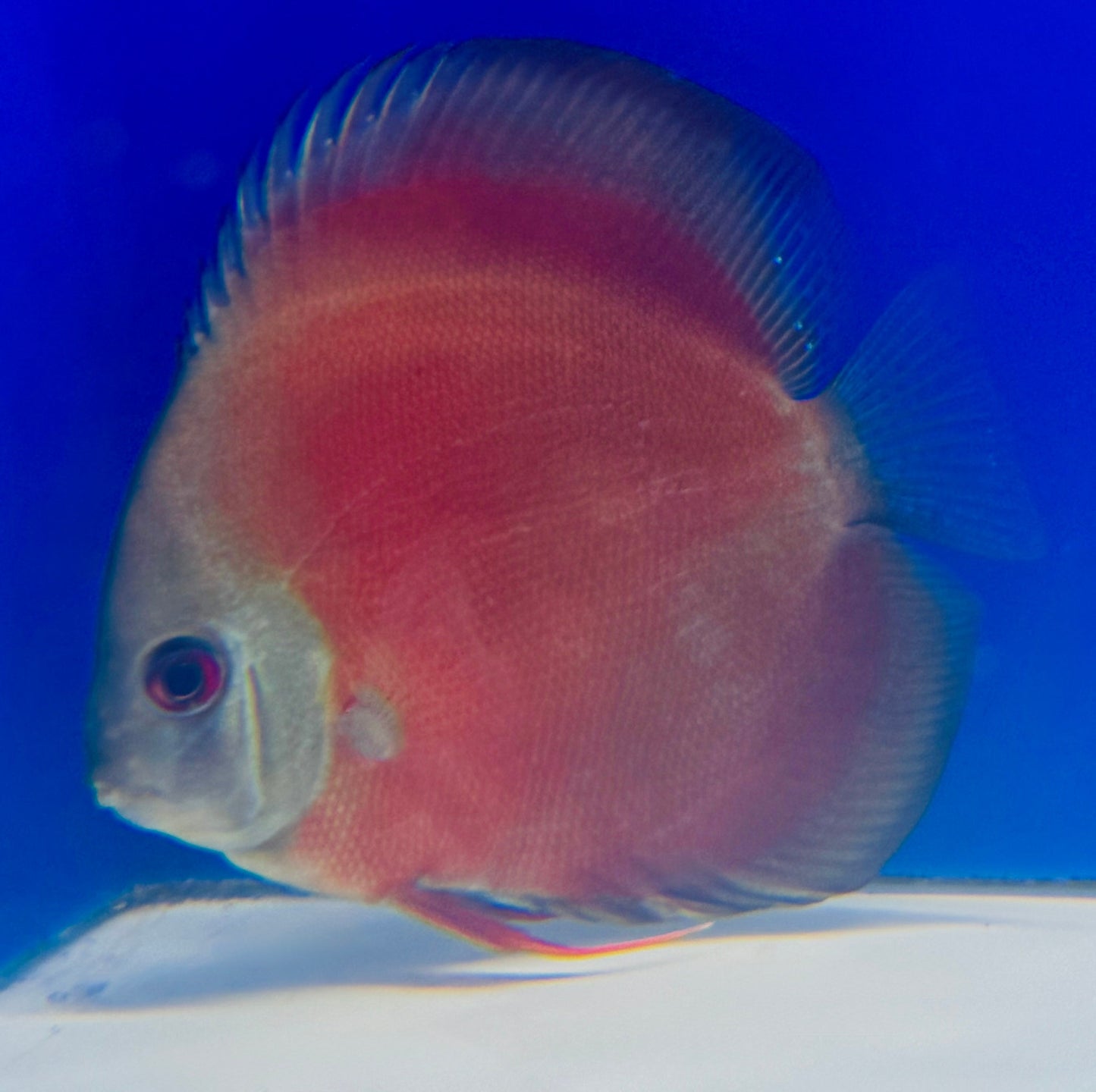 Red Cover Discus 4-4.5"