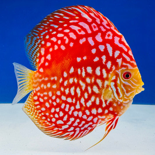Pigeon Checkerboard Premium Discus 6-6.5"
